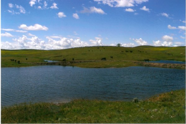 reservoir with cow calf pairs
