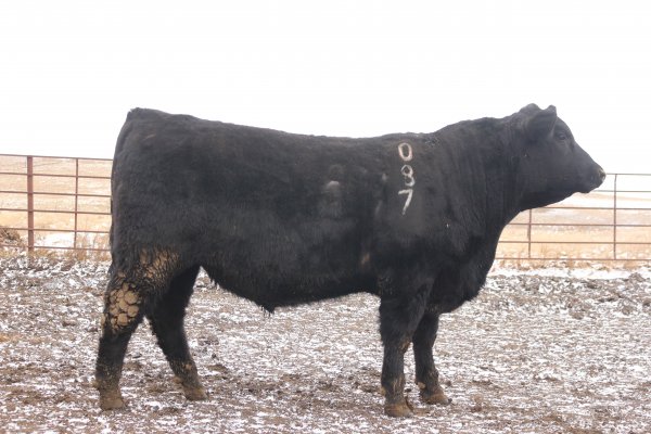 087 bull from the 2017 bull sale.  We kept him out of the sale to use in our program.